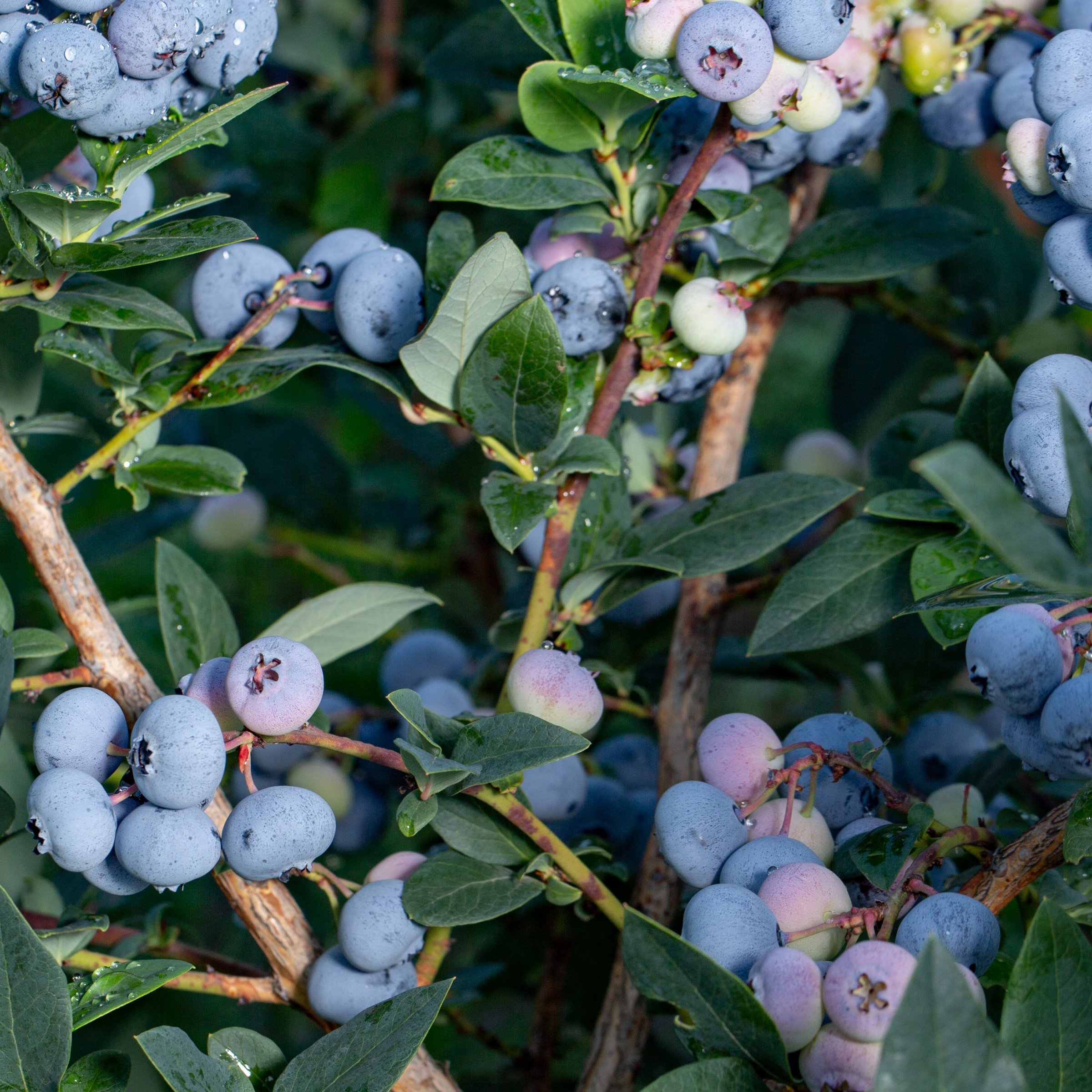 National Plant Network 1 gal. Live Shrub Blueberry Elliott Plant