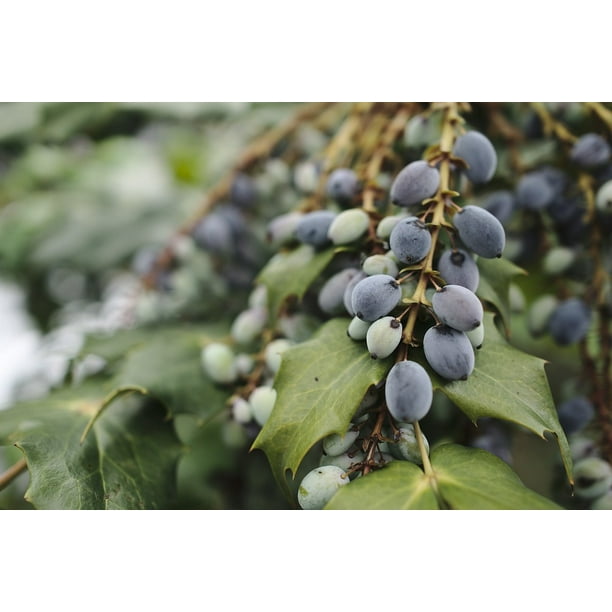 Peel N Stick Poster Of Bush Plant Inedible Berries Shrub Poster 24x16 Adhesive Sticker Poster Print Walmart Com Walmart Com Peel N Stick Poster Of Bush Plant Inedible Berries Shrub Poster 24x16 Adhesive Sticker Poster Print Walmart Com Walmart Com