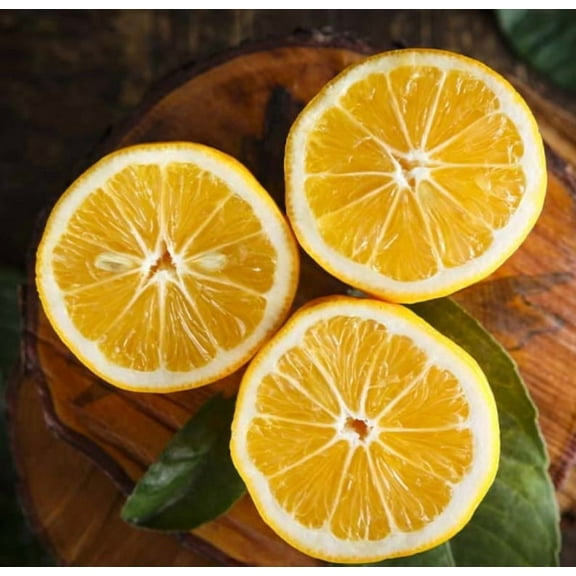 Myers Lemon . Grafted 2-4 Ft Tall. we ship to ALL STATES