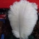 thumbnail image 3 of Plumas de Avestruz Wosthever 5/10Pcs 30-35cm blanco, 3 of 6