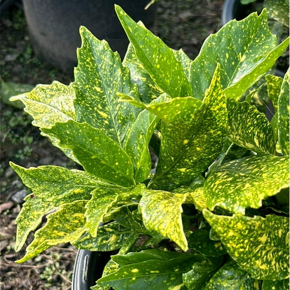 GoBuyPlants Aucuba Gold Dust - 3 Gal