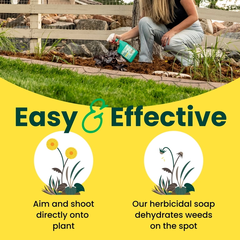 where can i buy an aloe vera plant Aloe Vera (Assorted) – Lichen or Knot Plant Company LLC main image 1