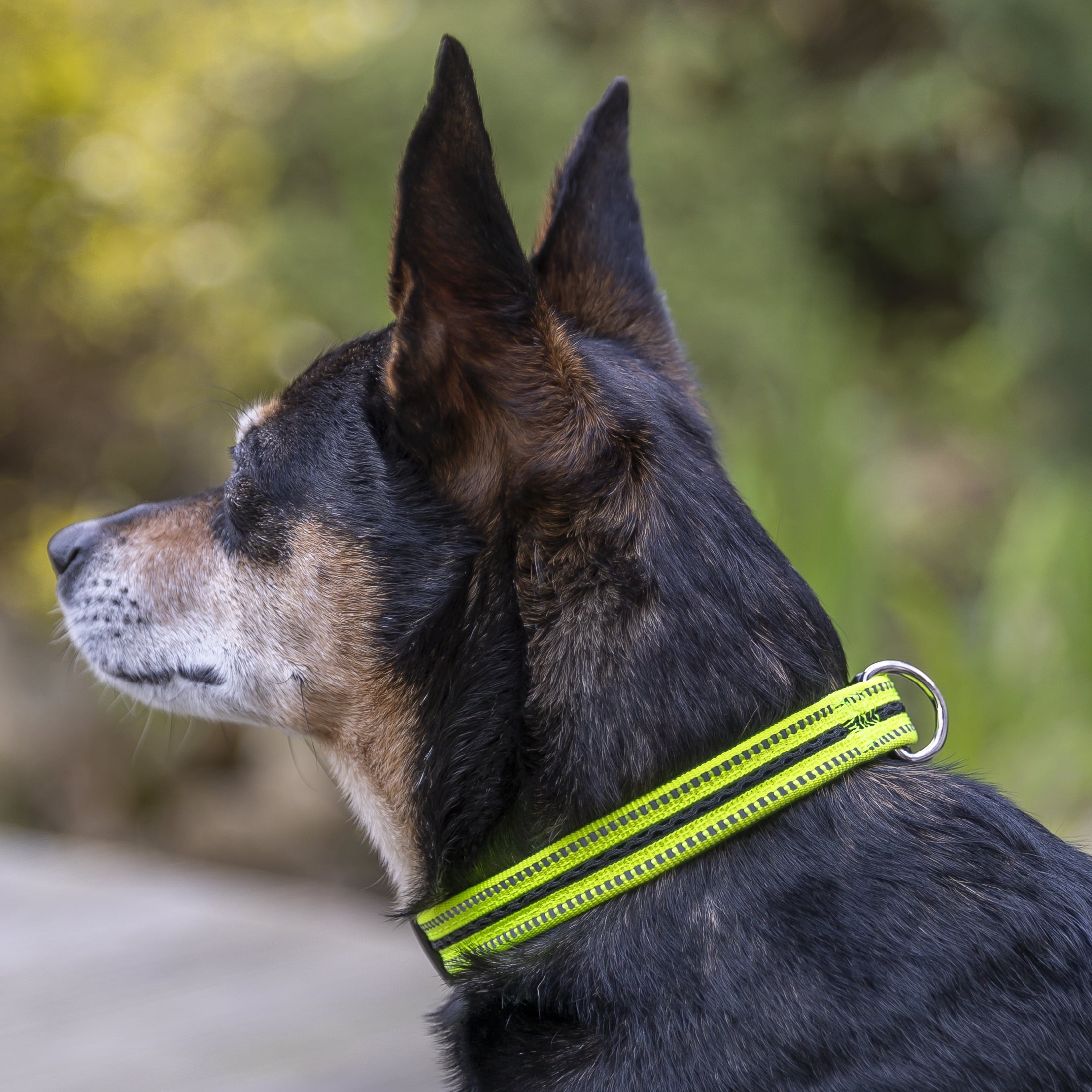 Vibrant Life Reflective Adjustable Dog Collar, Neon Yellow & Black, Small