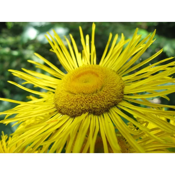 50 Inula helenium Seeds - Horse Heal - Elf Dock - Elecampane - Non-GMO Medicinal