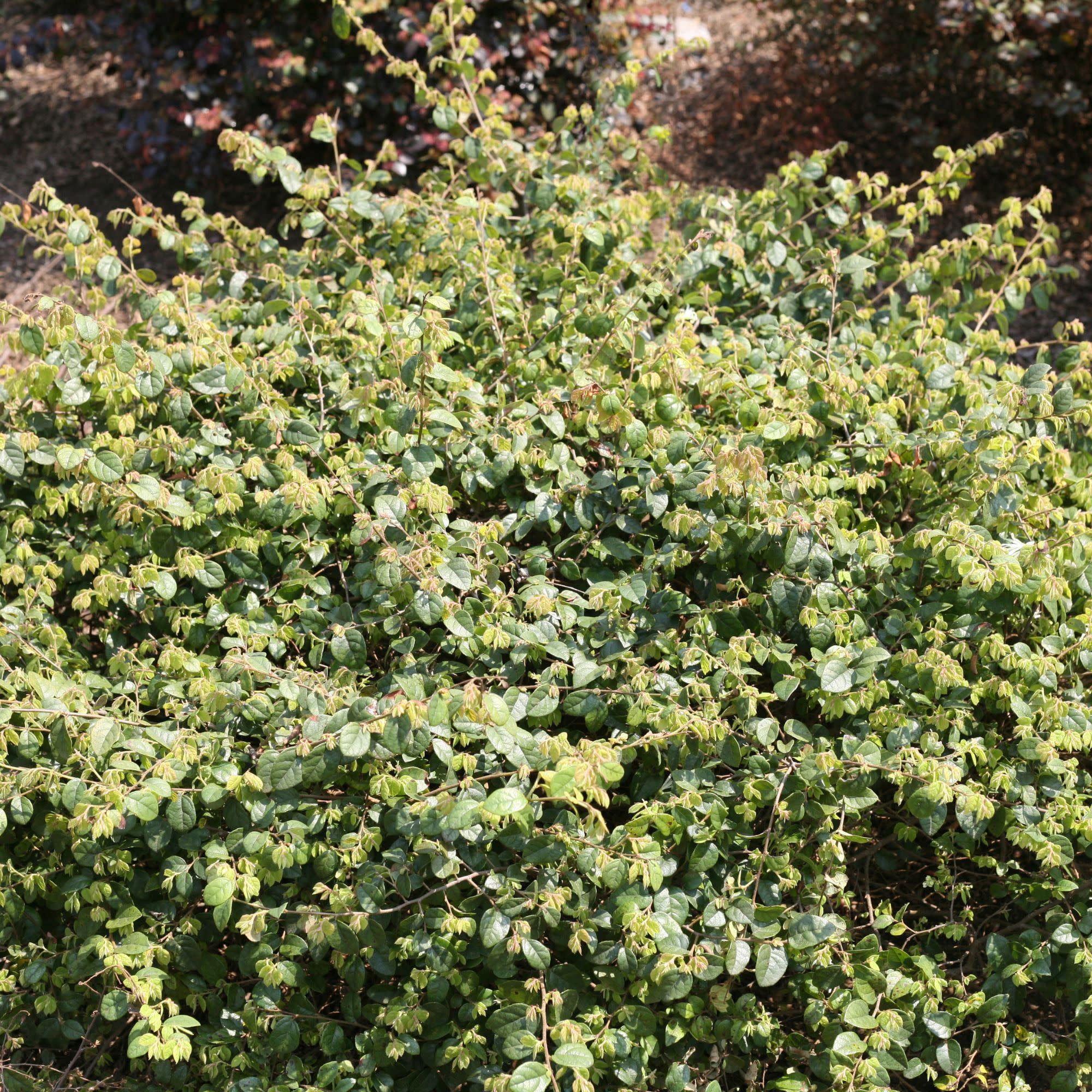 Proven Winners ColorChoice 5" Jazz Hands White Chinese Fringe-Flower Live Plant in 4.5" Pot (4 Count)