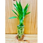 Lucky Bamboo Pack 10 - 4 Stems