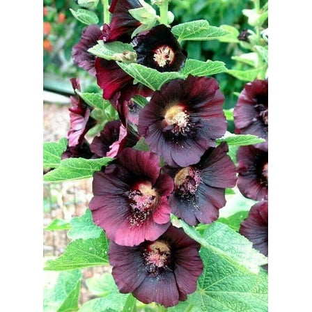 Hollyhock NIGRA 50 Seeds - Mother Nature's Seeds - Wildflower Seeds - Flower Seeds for Planting - Non-GMO