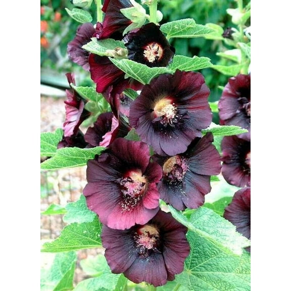 Hollyhock NIGRA 50 Seeds - Mother Nature's Seeds - Wildflower Seeds - Flower Seeds for Planting - Non-GMO