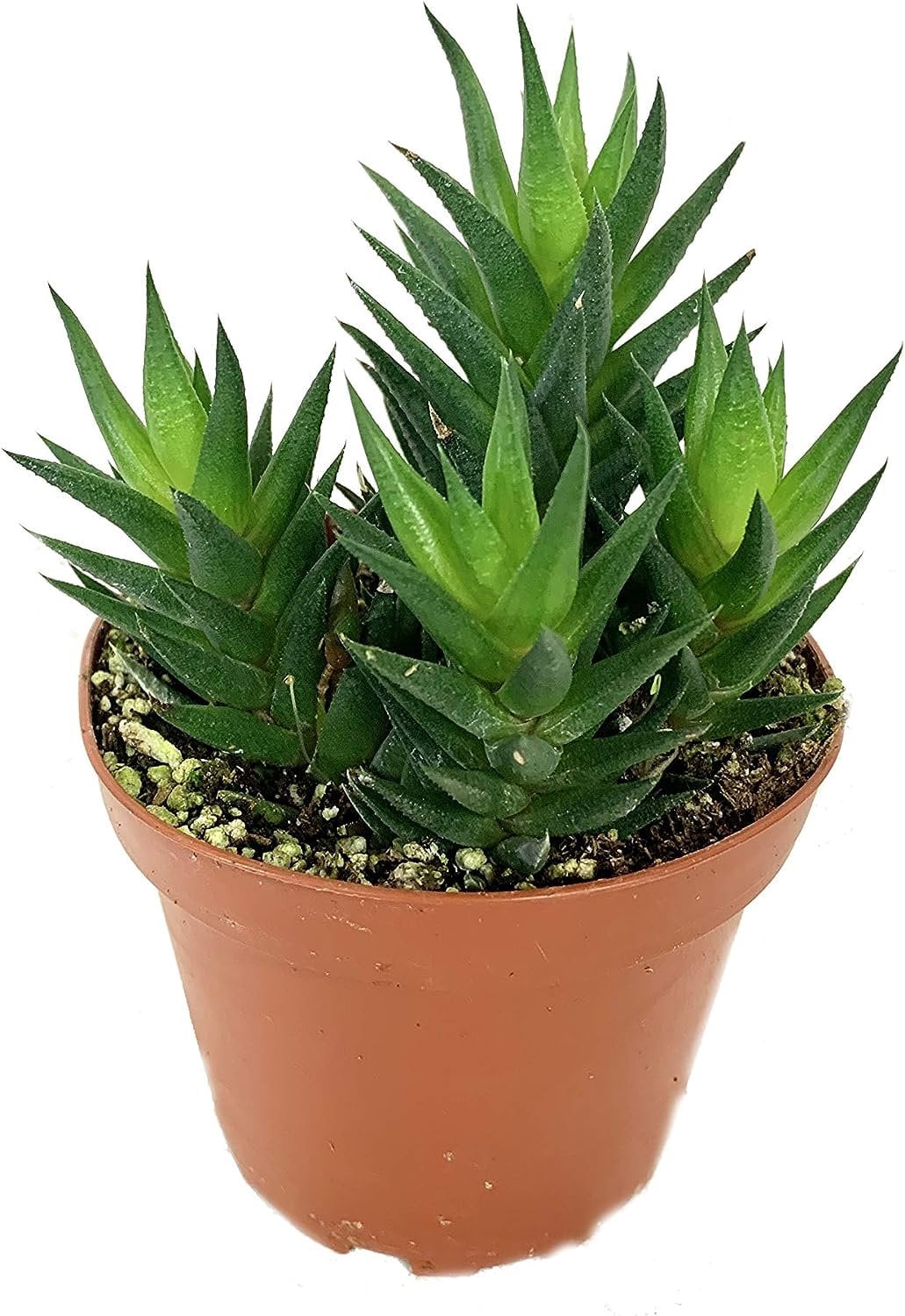 Artisan Grown Haworthia Succulent Collection  2 Live Haworthia Plants in 4 Inch Pots  Growers Choice - Hand-Picked for Beauty  Perfect Plant Assortment for Indoors or Outdoors
