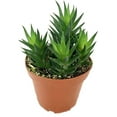 thumbnail image 6 of Artisan Grown Haworthia Succulent Collection  5 Live Haworthia Plants in 4 Inch Pots  Growers Choice - Hand-Picked for Beauty  Perfect Plant Assortment for Indoors or Outdoors, 6 of 6