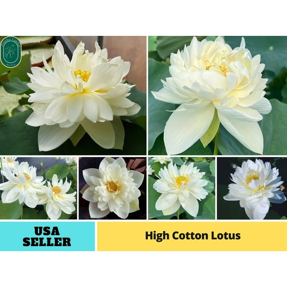 5 Rare Seeds| High Cotton Lotus Seeds - Indian Lotus (Nelumbo nucifera) Seeds - Flower Seeds - B3G1 #Q034