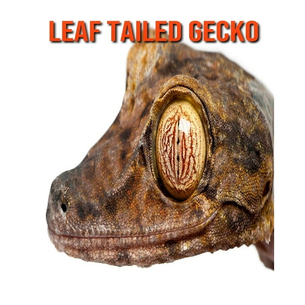 Leaf Tailed Gecko : Amazing Facts about Leaf Tailed Gecko (Paperback) - Leaf Tailed Gecko : Amazing Facts about Leaf Tailed Gecko (Paperback) -