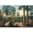 thumbnail image 1 of The Mammoth Trees (Sequoia gigantea)-Fine Art Canvas Print (20" x 30"), 1 of 1