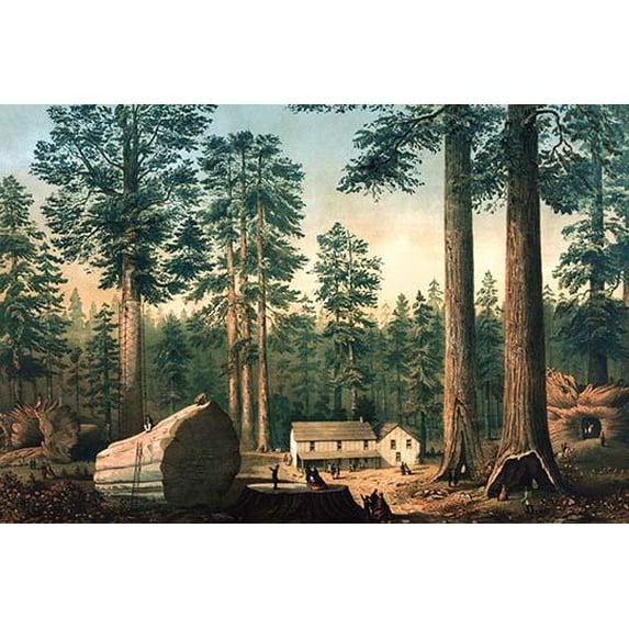The Mammoth Trees (Sequoia gigantea)-Fine Art Canvas Print (20" x 30")