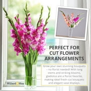 Mixed Gladiolus Flower Bulb Value Bag - 30 Bulbs Per Pack - Mixed Colors - Attracts Butterflies and Hummingbirds - Deer Resistant - Good as Cut Flowers - Perennializing