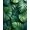 Green, Pattern 7, variant on Flatwoven High Traffic Area Rug, Botanical Green Monstera Leaf Bathroom Non Slip, Non Slip, Stain Resistant, Washable Area Rugs for Living Room, Bedroom(Green, 4X6)