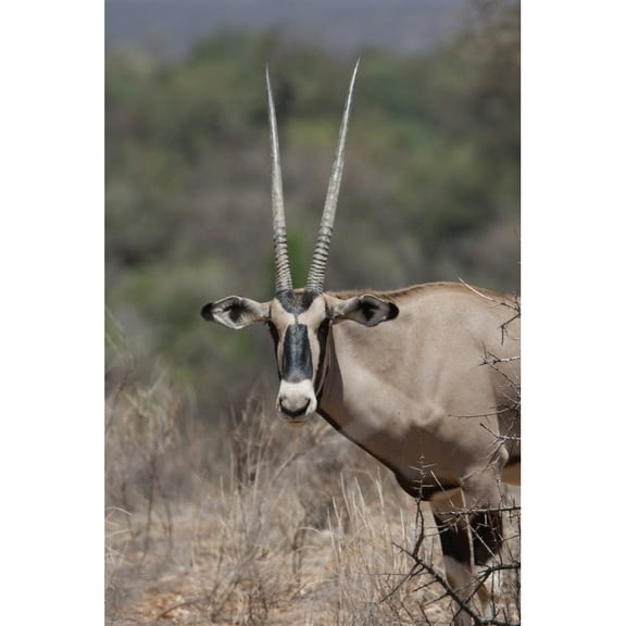 Posterazzi DPI1865813 Onyx Kenya Africa Poster Print, 12 x 18