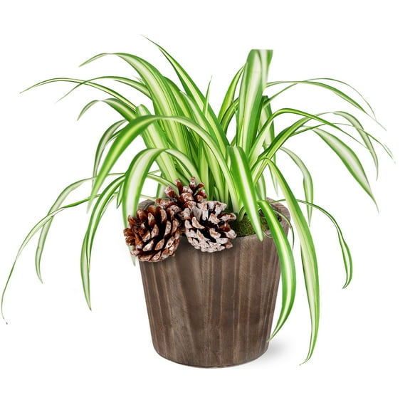 Wild Interiors 6" Variegated Live Spider Plant (Chlorophytum) in 5" Brown Wood Pot with Snowy Pinecones, House Plant