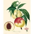thumbnail image 3 of Bessa 12x14 Black Modern Framed Museum Art Print Titled - Bessa Peaches, 3 of 5