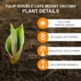 thumbnail image 2 of Garden State Bulb Double Late Mount Tacoma Tulip Flower Bulbs, 12/+ cm (Bag of 250), 2 of 8
