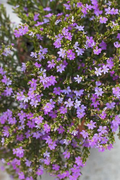 Better Homes & Gardens 1QT Mexican Heather Purple Annual Live Plant