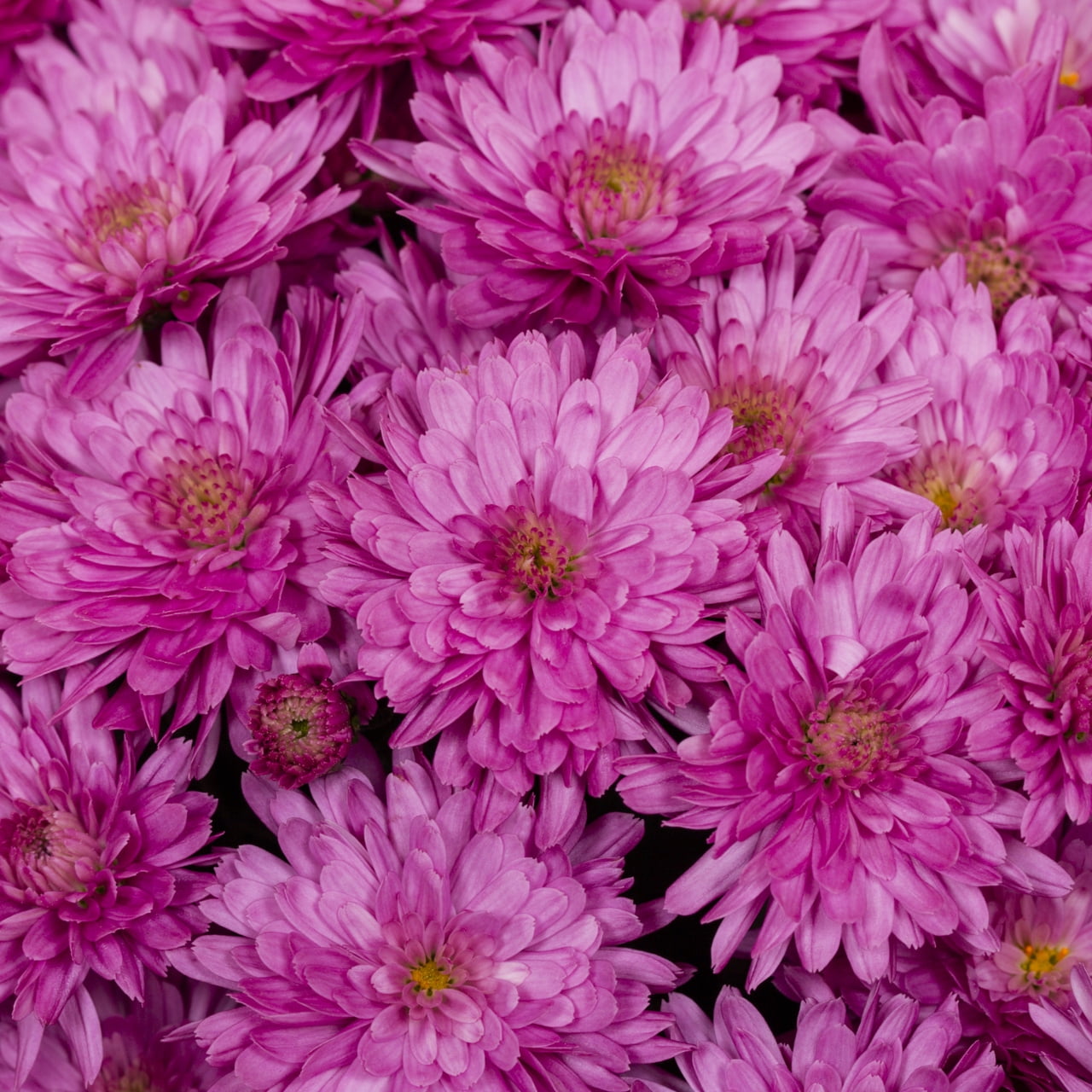 Expert Gardener Purple Garden Mum Live Plant, 3 qt Grower Pot, 2-Pack