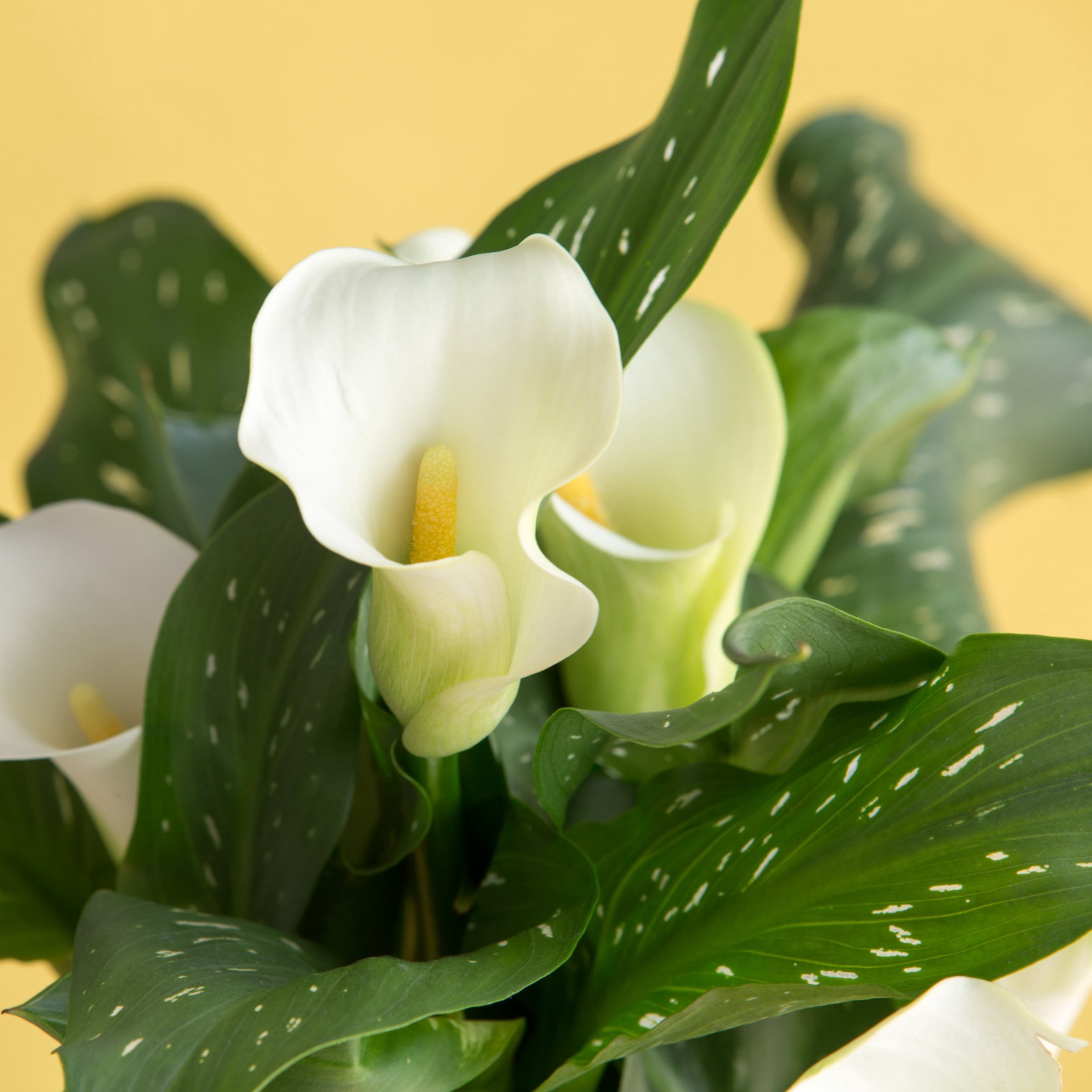 National Plant Network Calla Lily White Flirt Bulbs (3-Pack)