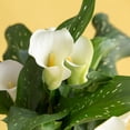 thumbnail image 4 of National Plant Network Calla Lily White Flirt Bulbs (6-Pack), 4 of 10