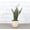 Natural, variant on Live Zeylancia Snake Plant - Easy Sansevieria - 4" Eco Pot - Natural