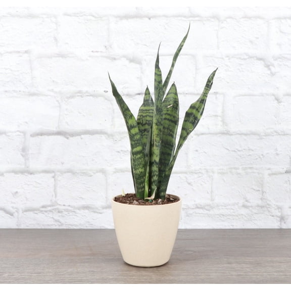 Live Zeylancia Snake Plant - Easy Sansevieria - 4" Eco Pot - Natural
