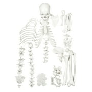 Disarticulated Human Skeleton - HALF - Medical Quality, Life Sized (62" Model Height) - 23 Intervertebral Discs, 3 Part Skull with Moveable Jaw - Eisco Labs