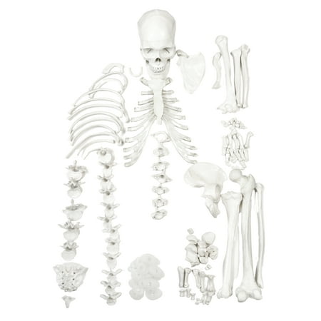 Disarticulated Human Skeleton - HALF - Medical Quality, Life Sized (62" Model Height) - 23 Intervertebral Discs, 3 Part Skull with Moveable Jaw - Eisco Labs
