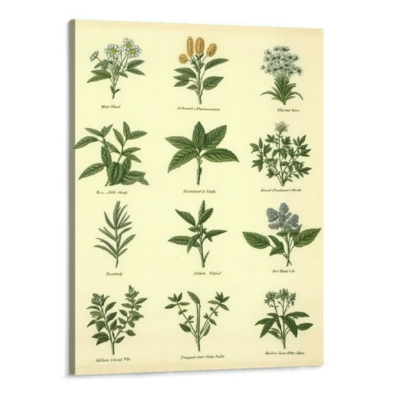 PRATYUS Vintage Herbs Posters Prints Botanical Wall Art Hanging Decor, Antique Plant Pictures Wall Art Green Cottagecore Posters Nature Plant Canvas Hanging Painting Home Room Decors Frame 16x20 Inch
