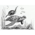 thumbnail image 2 of Royal & Langnickel(R) Kit Sketching Made Easy 5"X7"-Tortues de Mer, 2 of 2