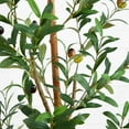 thumbnail image 5 of Nearly Natural 5ft. Artificial Olive Tree with Natural Trunk, 5 of 7