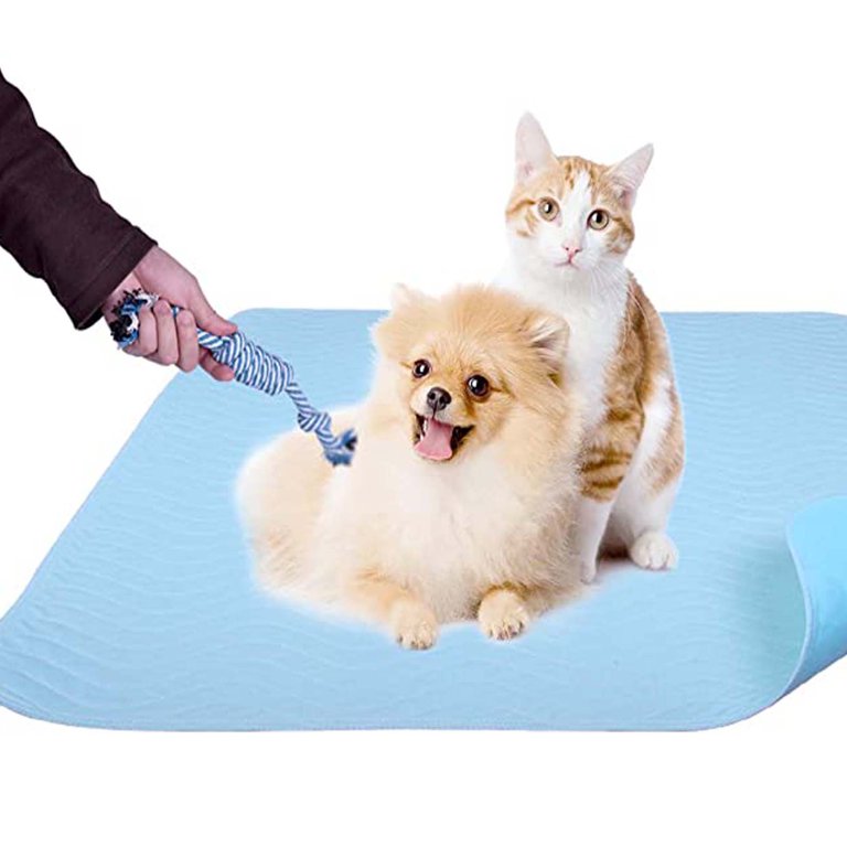 Dog chewing pee outlet pad