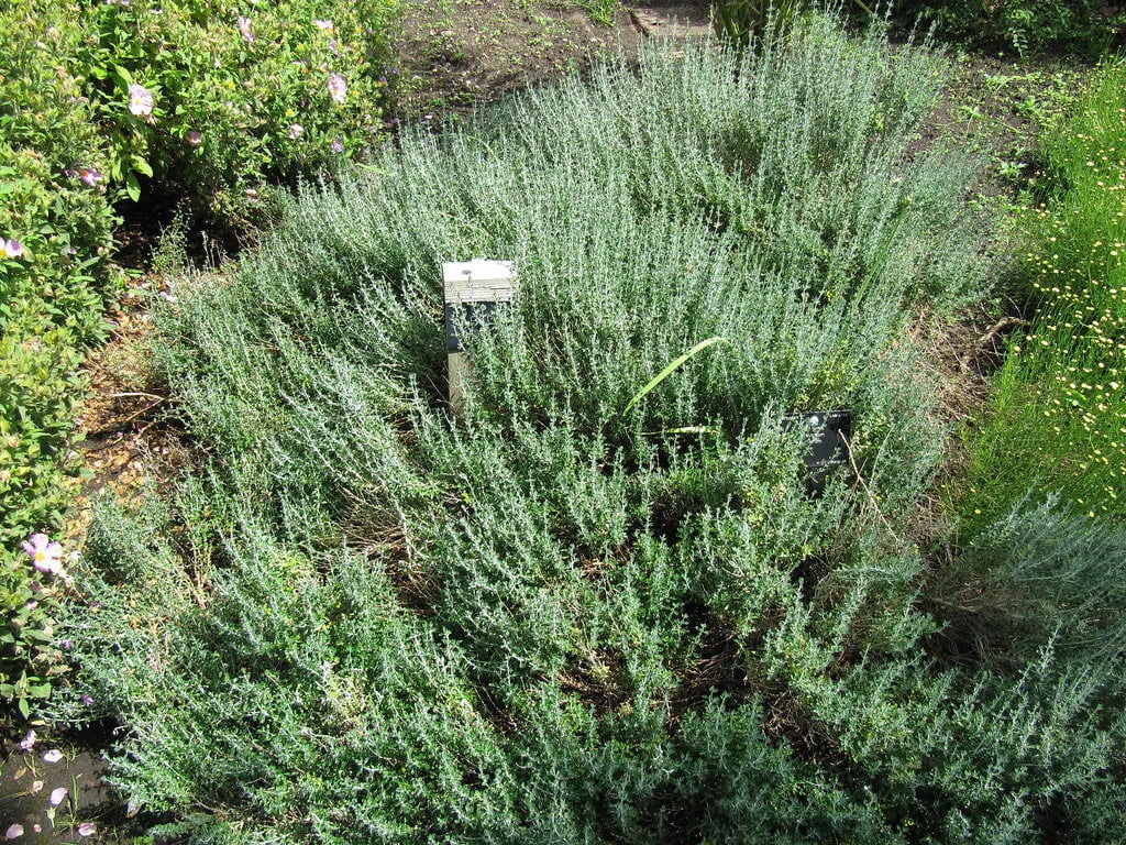 BBQ Rosemary Plants in 3.5" Pots-Aromatic Culinary Herbs