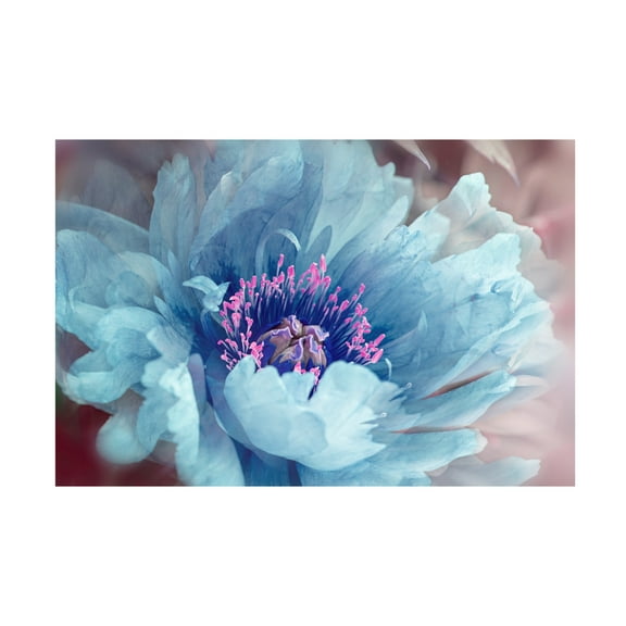 Trademark Fine Art Jacky Parker Peony Canvas Wall Art