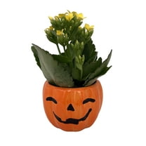 Happy Jack o Lantern Ceramic Planter with Live Kalanchoe Succulent Plant- 3" Pot