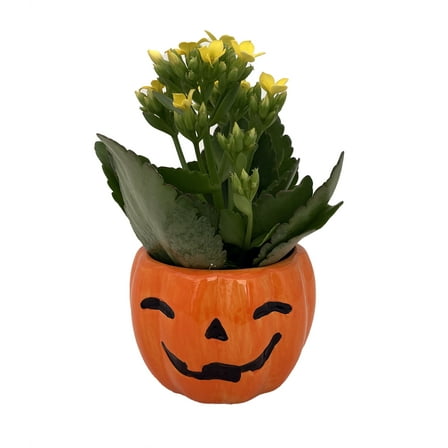 Happy Jack o Lantern Ceramic Planter with Live Kalanchoe Succulent Plant- 3" Pot
