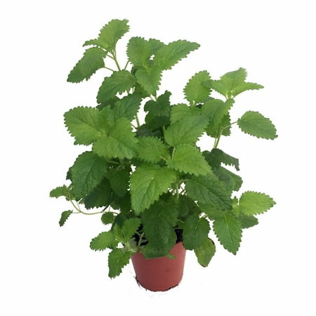 Catnip Plant - Nepeta - INSIDE OR OUTSIDE - 4