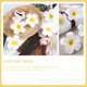 thumbnail image 2 of WORGEOUS 20pcs PLUMERIA PERS DE FLEFER PINES DELICADOS CLIPS PIEDORES DE FLEZ, 2 of 8