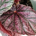 thumbnail image 5 of Begonia coccinea, Pink Mink, Angelwing Begonia - Pot Size: 3.5in - House Plants, 5 of 6