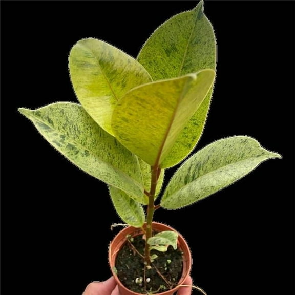 House Plant Dropship 6-FICUS-SHIVEREANA 6 in. Pot Ficus shivereana Moonshine Plant