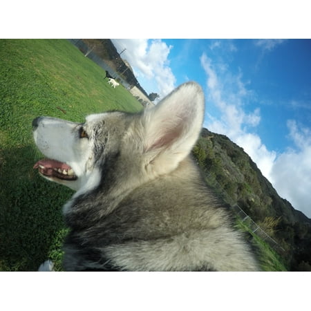 GoPro - Fetch Dog Harness