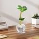 thumbnail image 5 of Adorno de Hierba de Cristal, Pieza Decorativa de Regalo de Vidrio, Accesorio Único para El Escritorio Del Hogar, Elegante Luz Led, Amuleto de La Suerte para Amigos, Regalo para Ocasiones Especiales,, 5 of 6