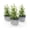 Gray, variant on BUZZY Seeds Herb Buddy Self-Watering Herb Planter with Water Level Indicator – Indoor Kitchen & Windowsill Planter (Green)