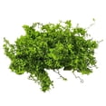 thumbnail image 1 of Artificial Micro Landscape Decorative Green Plants, Realistic Silk Fabric & Sponge Tree Powder, Miniature Eco-Friendly Aquarium Terrarium Decor, No Maintenance Needed - 3g Mix Colors, 1 of 8