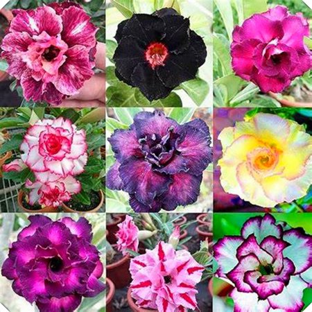 Desert Rose ,Indoor or Outdoor(Desert Rose for Planting) Continuously, Drought Tolerant,Desert Rose For Sale