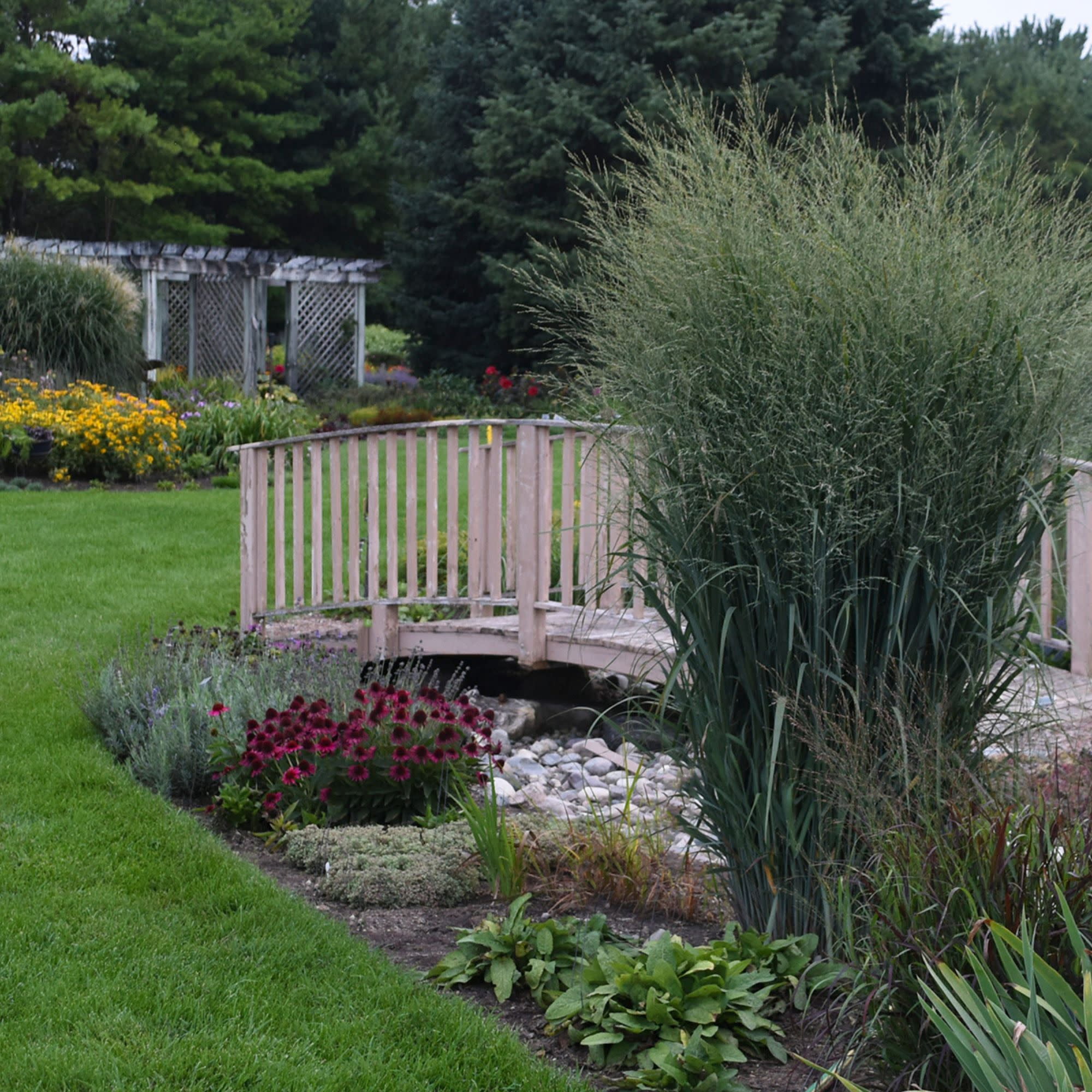 Proven Winners 5" Prairie Winds 'Totem Pole' Switch Grass Live Plant in 4.5" Pot (4 Count)